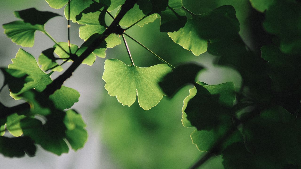 Ginkgo biloba